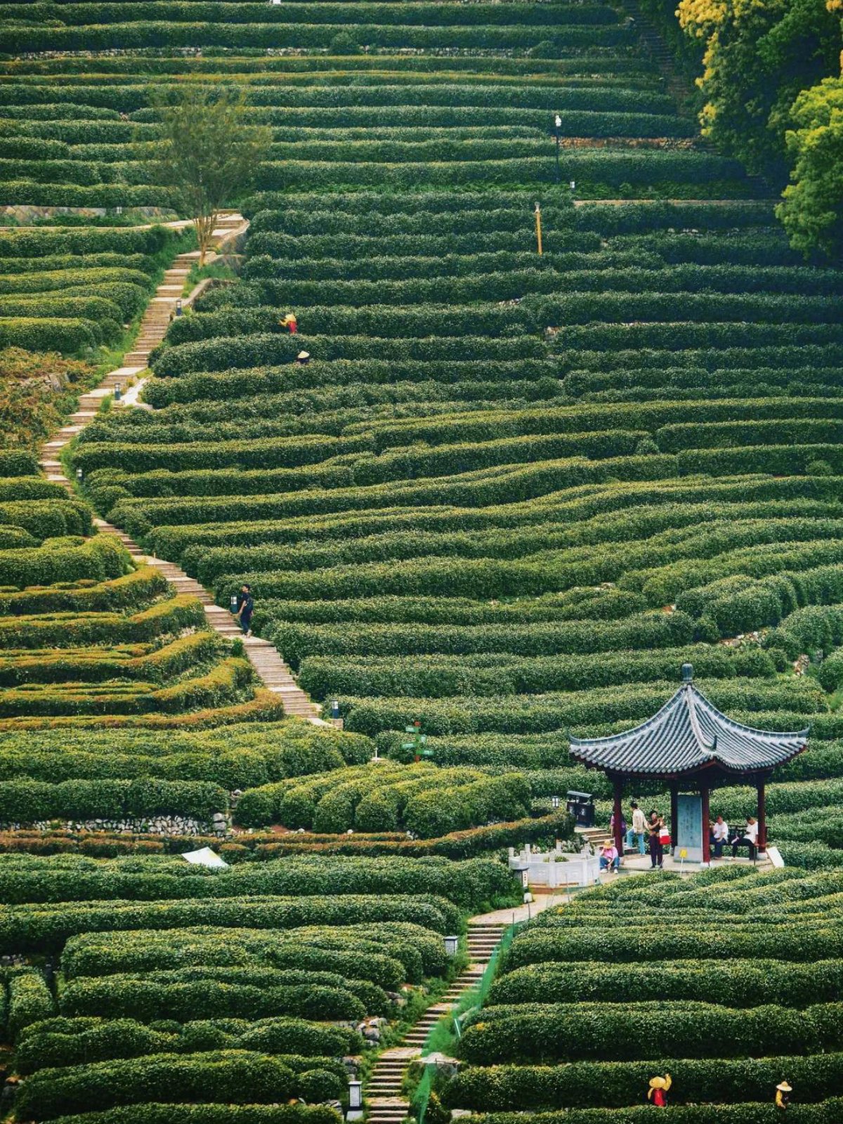 Plantation de th&eacute;, Longjing
