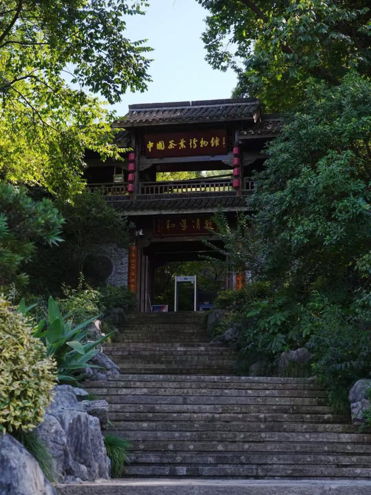 Mus&eacute;e du th&eacute;, Longjing